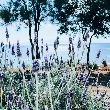 בית נופש The Elaia House Mykonos *